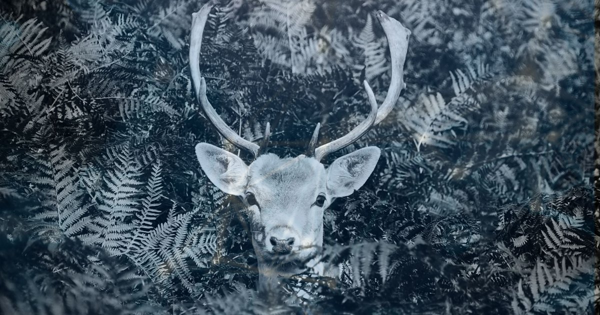 Combining Ai Wildlife Imagery For Conservation Research Combining Ai Wildlife Imagery For Conservation Research