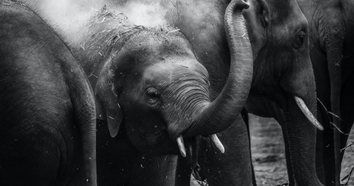 indian-railway-introduces-ai-based-gajraj-system-to-prevent-elephant